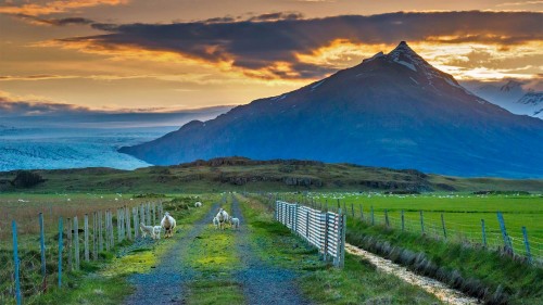 在公路上吃草的绵羊，冰岛 (© Matthew Kuhns/Tandem Stills   Motion)