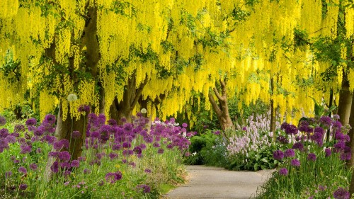 盛开的金链花树和紫色葱属植物，加拿大温哥华范度森植物园 (© Greg Vaughn/Alamy)