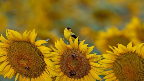 向日葵上的金翅雀，美国南卡罗来纳州 (© Teresa Kopec/Getty Images)