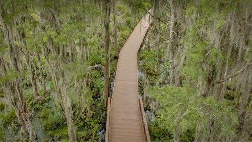 奥克弗诺基沼泽木板路上的西班牙苔藓，佐治亚州，美国 (© Emmer Photo/Alamy)