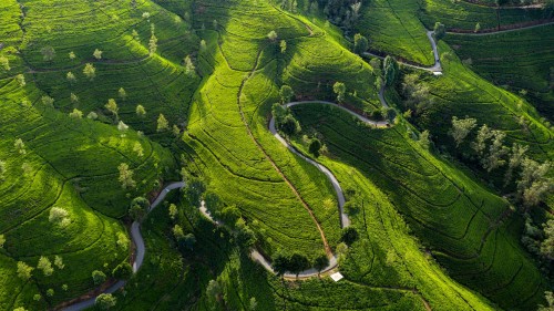 爱丁堡茶园, 努沃勒埃利耶, 斯里兰卡 (© Jeremy Woodhouse/Getty Images)