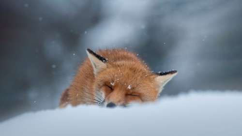 睡在雪地里的赤狐，阿布鲁佐，意大利 (© marco vancini/500px/Getty Images)