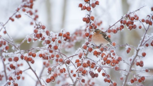 冬天，雄性苍头燕雀栖息在海棠果树上 (© Mark Hamblin/2020VISION/Minden Pictures)