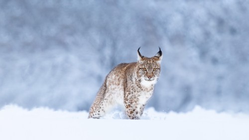 雪中的欧亚猞猁 (© Jan Stria/Shutterstock)
